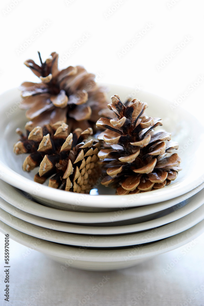 Pine Cones Pine Cones