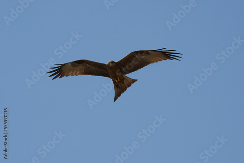 A Black Kite at Flight