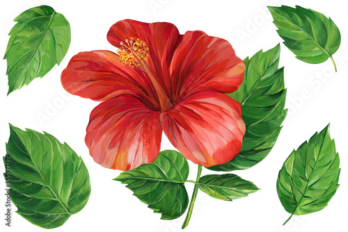 Hibiscus red flower, green leaves, painted with acrylic on canvas, flora illustration isolated white background