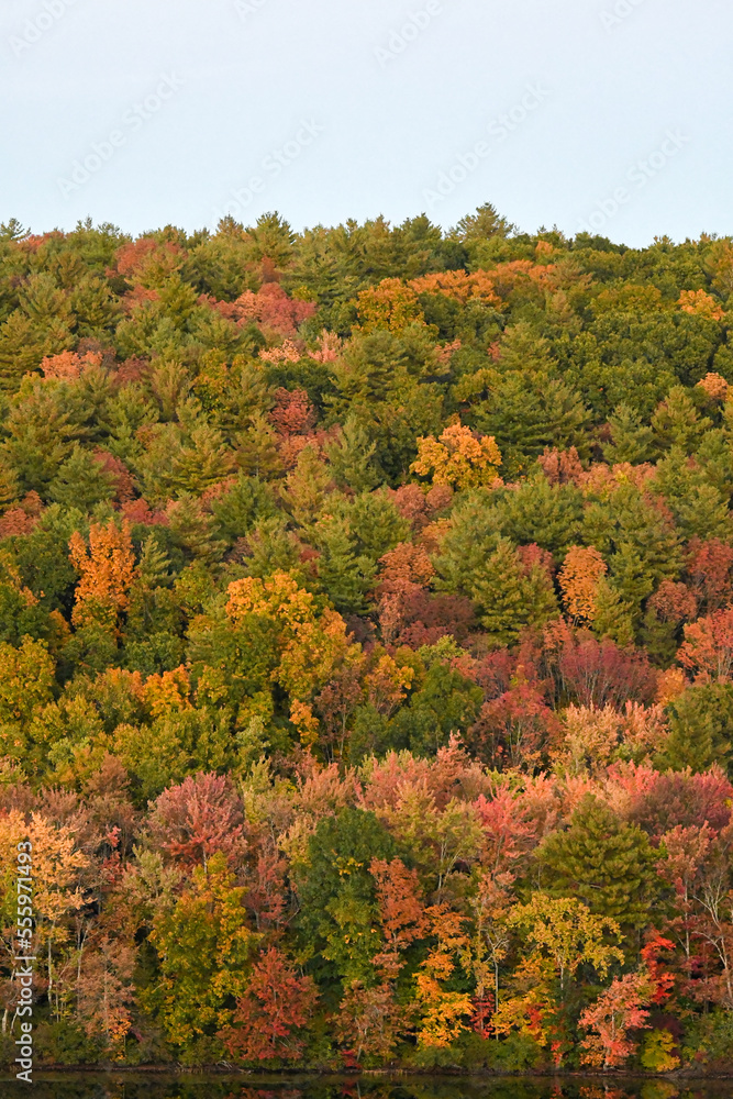Forest on a hill in Autumn Forest on a hill in Autumn