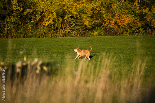 Dog Running in the field