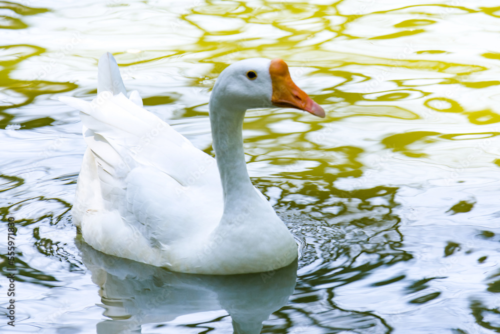 A white Emden Goose swims in a barnyard pond