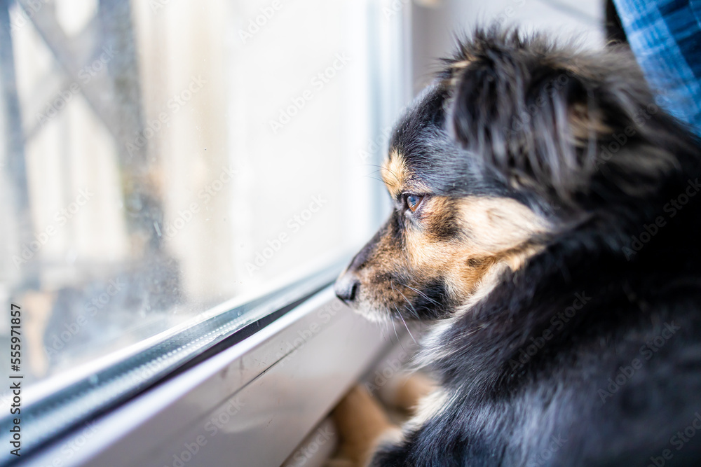 puppy sitting on the window looking out the window. cute little dog looking towards the window, waiting for his owner. Pets indoors