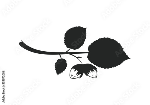 Hazelnut branch isolated branch with leaves