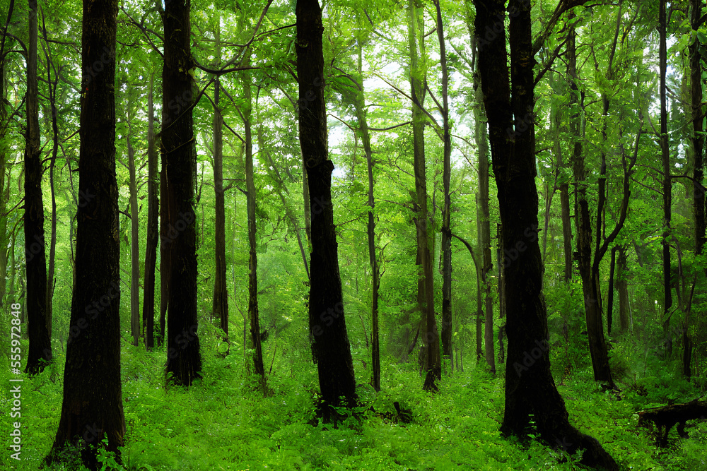 Obraz premium green forest in the morning , Generative ai