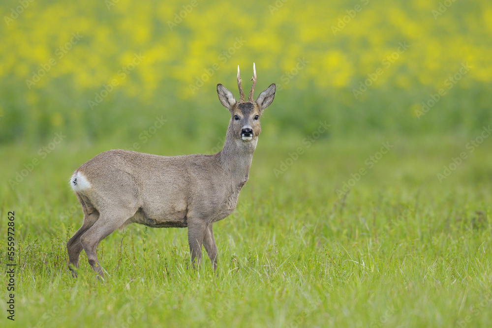 European Roebuck in Field, Hesse, Germany