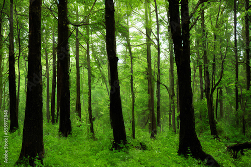 green forest in the morning , Generative ai