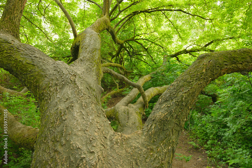Tree, Hesse, Germany Tree, Hesse, Germany