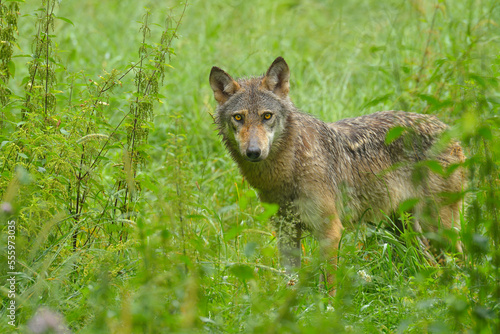 Timber Wolf, Germany photo