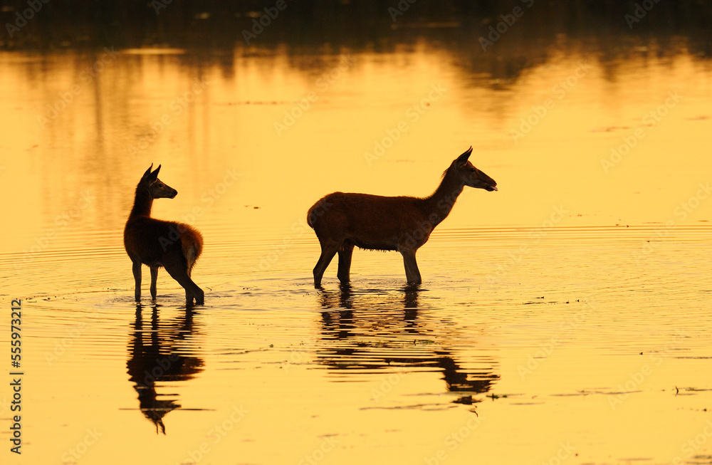 Red Deer Mother and Young, Biosphere Reserve, Upper Lusatia, Saxony, Germany Red Deer Mother and Young, Biosphere Reserve, Upper Lusatia, Saxony, Germany