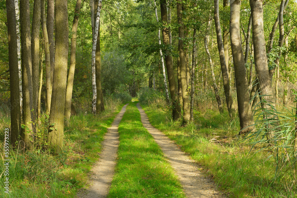 Path, Biosphere Reserve, Upper Lusatia, Saxony, Germany Path, Biosphere Reserve, Upper Lusatia, Saxony, Germany