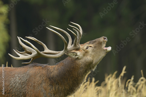 Red Deer During Rutting Season, Saxony, Germany