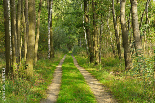 Wallpaper Mural Path, Biosphere Reserve, Upper Lusatia, Saxony, Germany Torontodigital.ca