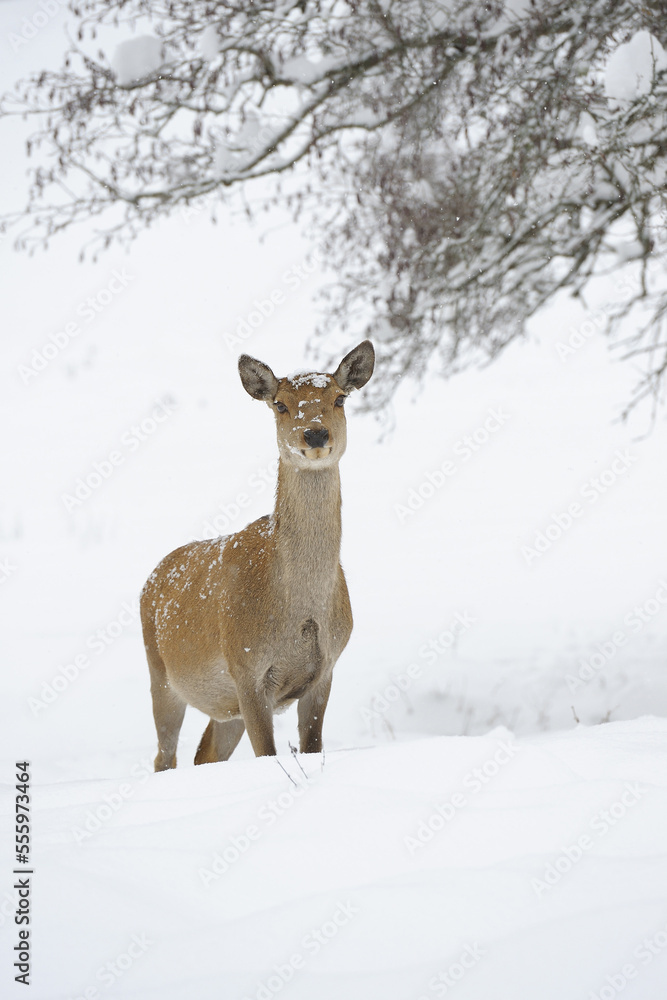 Female Red Deer (Cervus elaphus) in Winter, Bavaria, Germany Female Red Deer (Cervus elaphus) in Winter, Bavaria, Germany