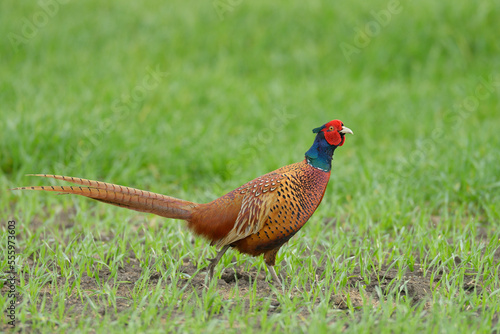 Wallpaper Mural Ring-necked Pheasant (Phasianus colchicus) in Grain Field, Springtime, Hesse, Germany Torontodigital.ca