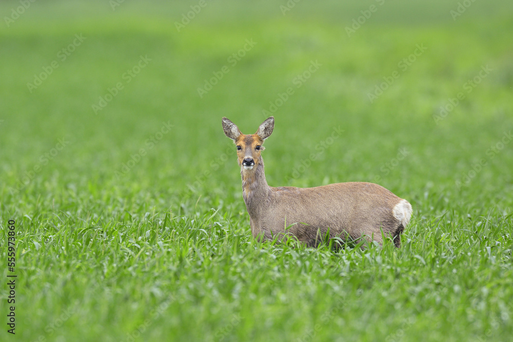 Female European Roe Deer (Capreolus capreolus) in Field in Springtime, Hesse, Germany Female European Roe Deer (Capreolus capreolus) in Field in Springtime, Hesse, Germany