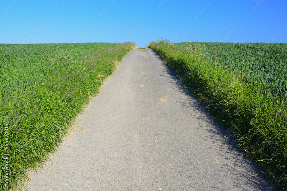 Road through grain field, Hesse, Germany, Europe Road through grain field, Hesse, Germany, Europe