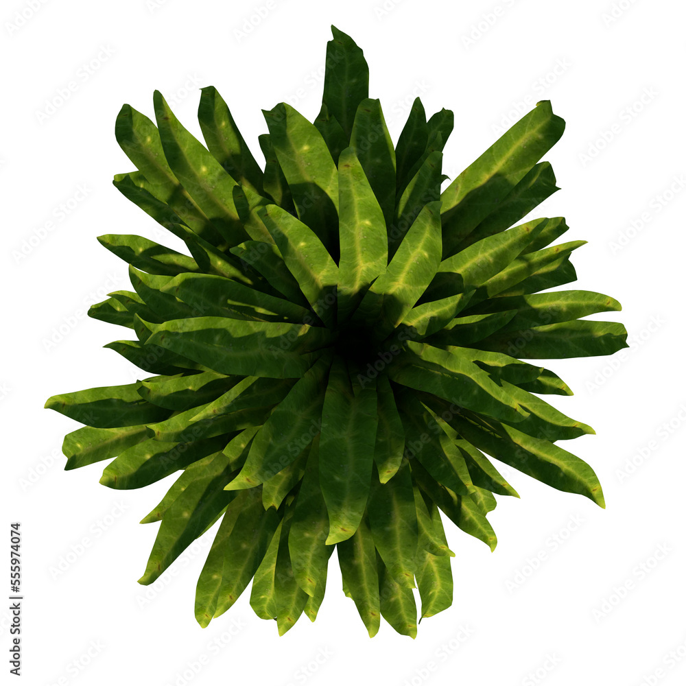 Top view of Plant (Indoor Floor 4) Tree png Top view of Plant (Indoor Floor 4) Tree png