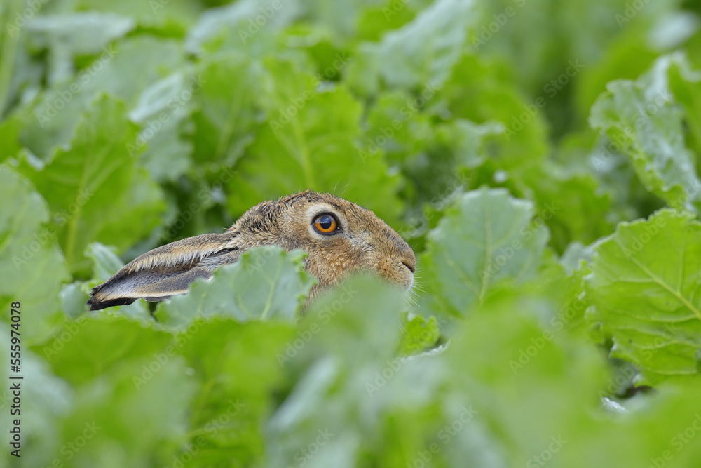European Brown Hare (Lepus europaeus) in Sugar Beet Field, Hesse, Germany European Brown Hare (Lepus europaeus) in Sugar Beet Field, Hesse, Germany