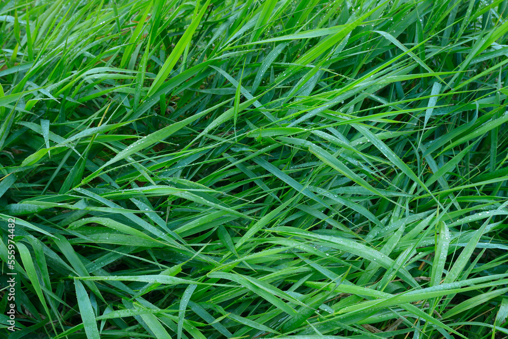 Close-up of Grass with Dew Drops, Hesse, Germany Close-up of Grass with Dew Drops, Hesse, Germany