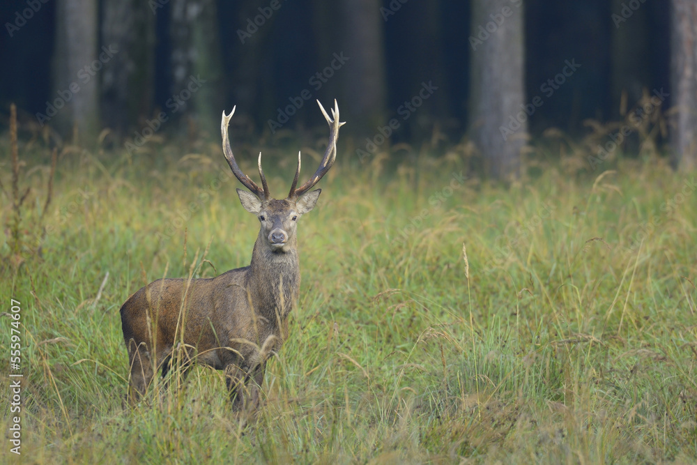 Portrait of Red Deer (Cervus elaphus) in Autumn, Germany Portrait of Red Deer (Cervus elaphus) in Autumn, Germany