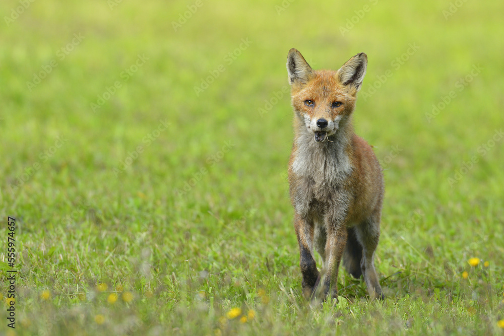 Red fox (Vulpes vulpes) on meadow, Bavaria, Germany, Europe Red fox (Vulpes vulpes) on meadow, Bavaria, Germany, Europe
