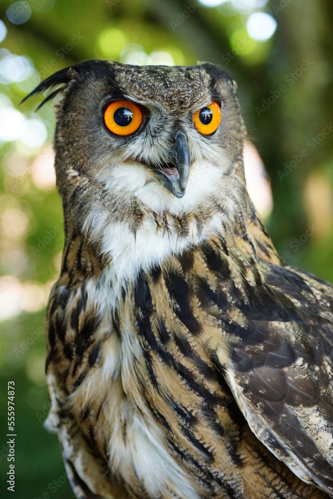 Naklejka premium great horned owl