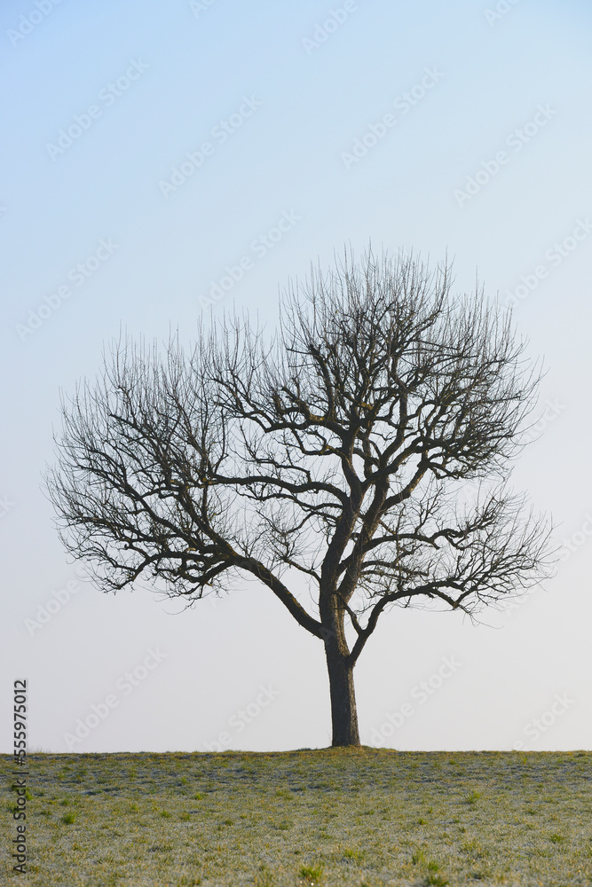 Bare Fruit Tree in Field, Odenwald, Hesse, Germany Bare Fruit Tree in Field, Odenwald, Hesse, Germany