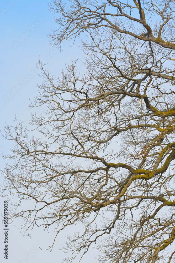Branches of Common Oak (Quercus robur), Spessart, Hesse, Germany Branches of Common Oak (Quercus robur), Spessart, Hesse, Germany