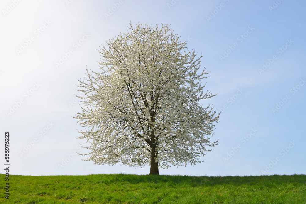Blooming cherry tree in field, Odenwald, Hesse, Germany, Europe Blooming cherry tree in field, Odenwald, Hesse, Germany, Europe