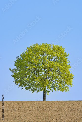 Field maple (Acer campestre) on field, Odenwald, Hesse, Germany, Europe photo