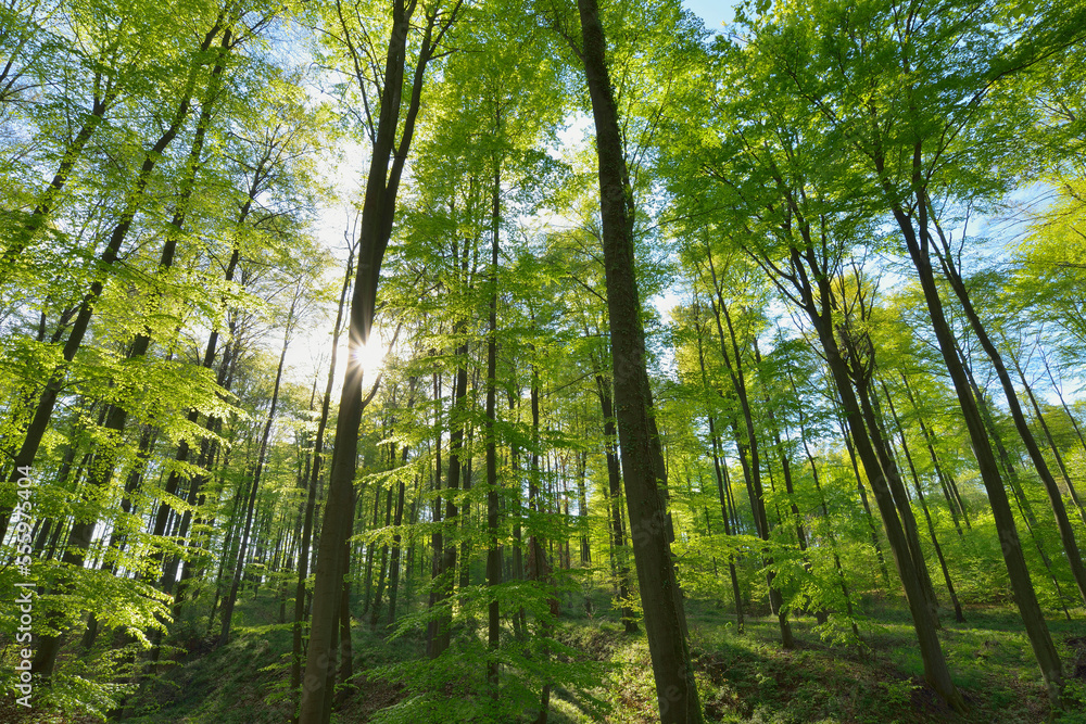 Sun through European Beech Trees (Fagus sylvatica) in Spring, Odenwald, Hesse, Germany Sun through European Beech Trees (Fagus sylvatica) in Spring, Odenwald, Hesse, Germany