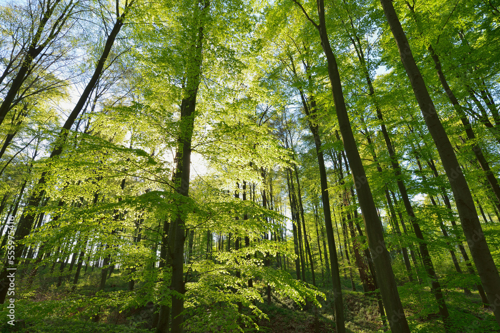 European Beech Trees (Fagus sylvatica) in Spring, Odenwald, Hesse, Germany European Beech Trees (Fagus sylvatica) in Spring, Odenwald, Hesse, Germany