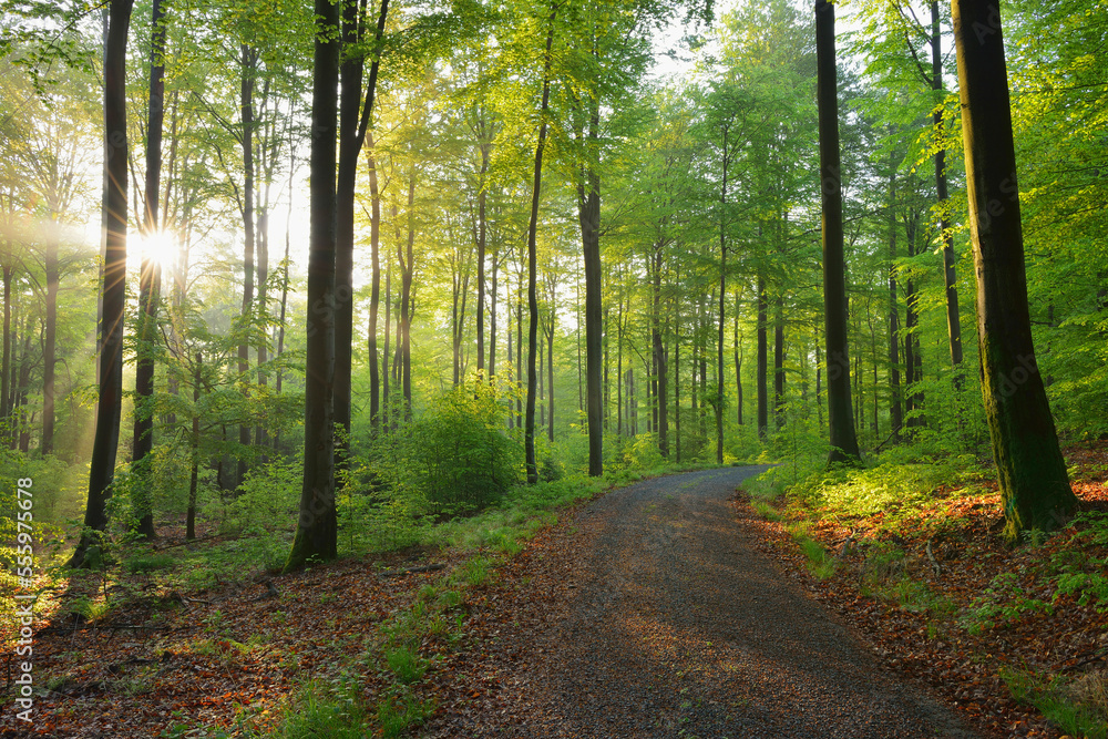 Sunbeams in European Beech (Fagus sylvatica) Forest, Spessart, Bavaria, Germany Sunbeams in European Beech (Fagus sylvatica) Forest, Spessart, Bavaria, Germany