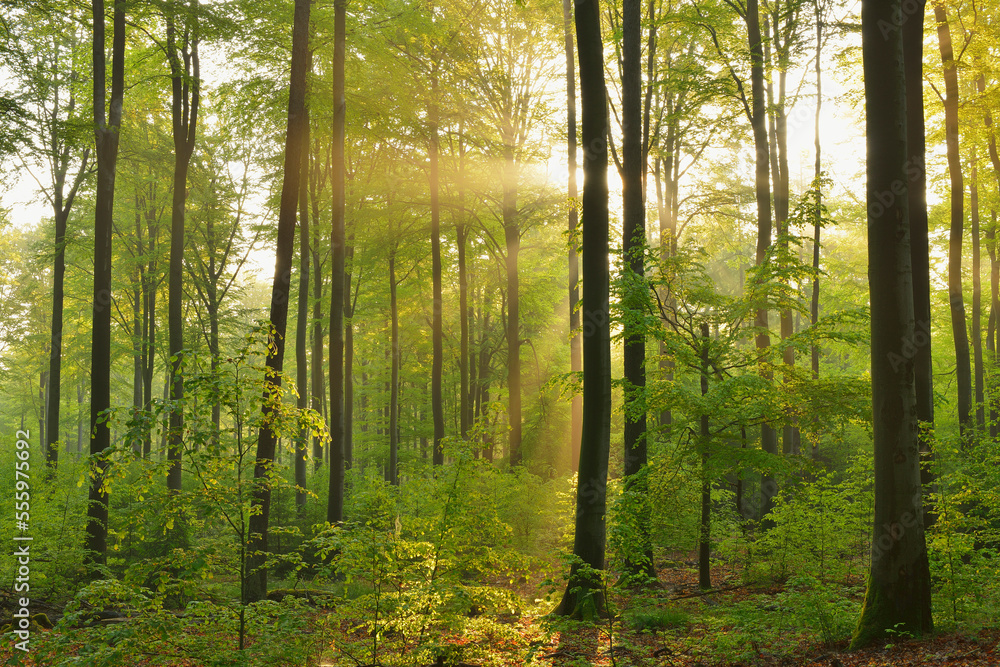 Sunbeams in European Beech (Fagus sylvatica) Forest, Spessart, Bavaria, Germany Sunbeams in European Beech (Fagus sylvatica) Forest, Spessart, Bavaria, Germany