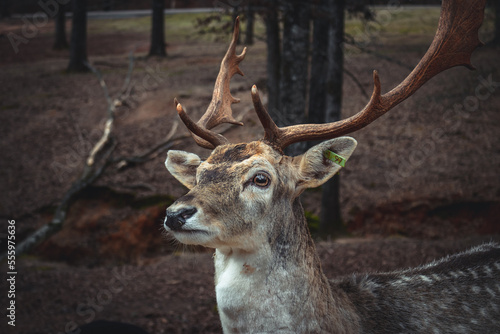 deer in the woods