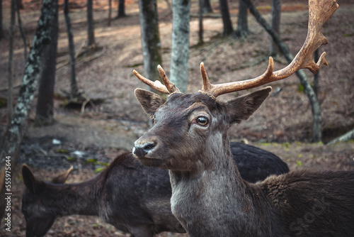 deer in the forest © jeanpierre