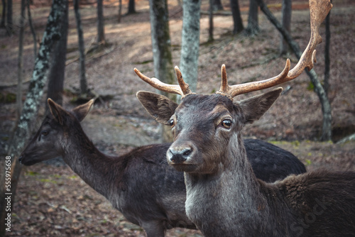 deer in the woods © jeanpierre