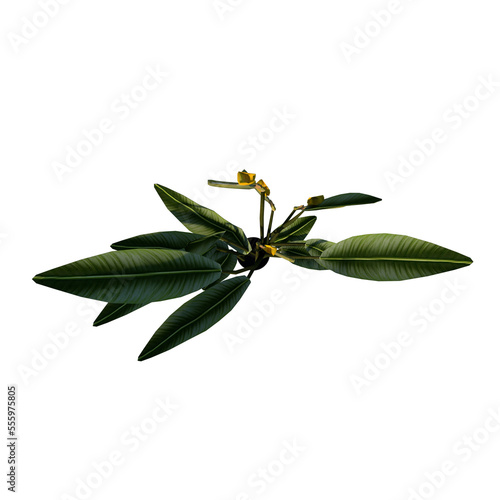 Top view of Plant (Pot with Bird of Paradise Flower 1) Tree png