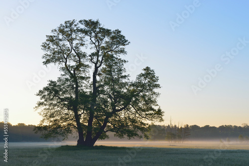 Tree (Black alder) at early morning, Nature Reserve Moenchbruch, Moerfelden-Walldorf, Hesse, Germany, Europe photo