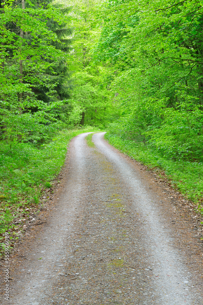 Road through Beech Forest, Hainich National Park, Thuringia, Germany, Europe Road through Beech Forest, Hainich National Park, Thuringia, Germany, Europe