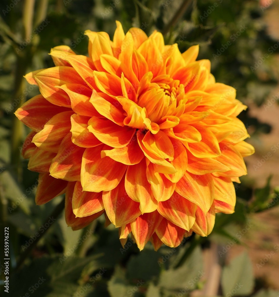 Close up yellow orange dahlia flower as floricultura collection