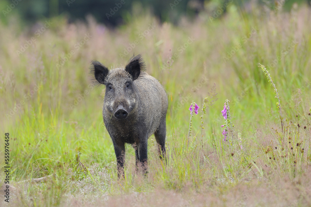 Portrait of Wild boar (Sus scrofa) standing in field and looking at camera in Summer, Female, Hesse, Germany, Europe Portrait of Wild boar (Sus scrofa) standing in field and looking at camera in Summer, Female, Hesse, Germany, Europe