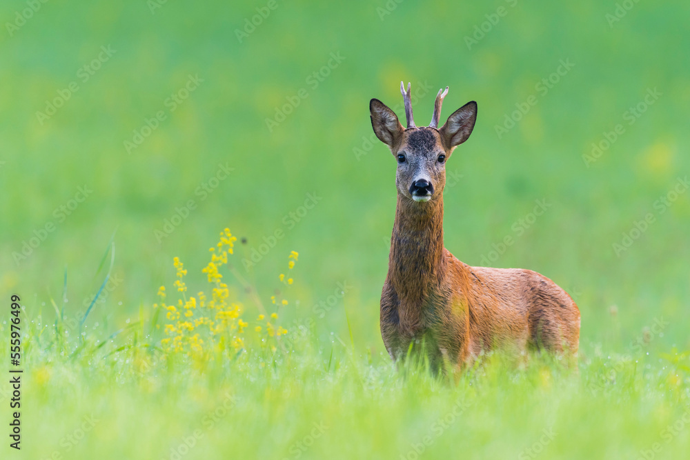 Portrait of European Roe Buck (Capreolus capreolus) in Summer, Hesse, Germany Portrait of European Roe Buck (Capreolus capreolus) in Summer, Hesse, Germany