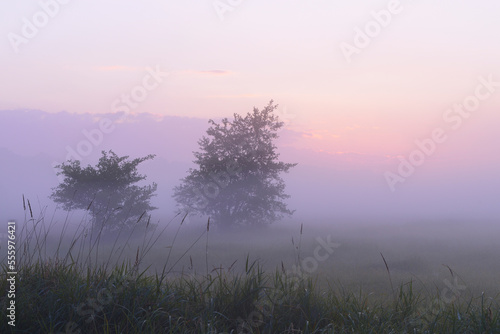 Trees in field on misty mornig before sunrise, Nature Reserve Moenchbruch, Moerfelden-Walldorf, Hesse, Germany, Europe photo