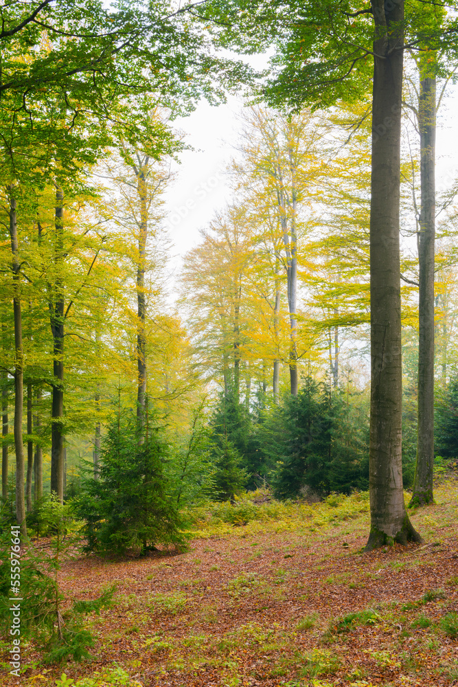 European Beech (Fagus sylvatica) Forest in Autumn, Nature Park, Spessart, Bavaria, Germany European Beech (Fagus sylvatica) Forest in Autumn, Nature Park, Spessart, Bavaria, Germany