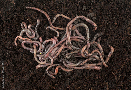 Earthworms in black soil of greenhouse, top view. Garden compost and worms.