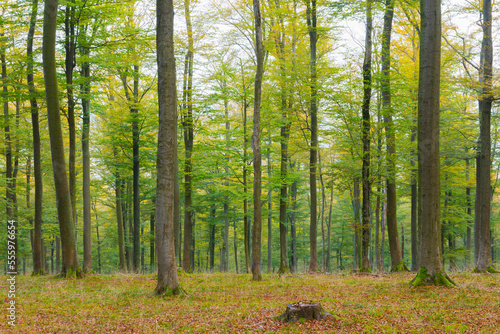 European Beech (Fagus sylvatica) Forest in Autumn, Nature park, Spessart, Bavaria, Germany, Europe photo