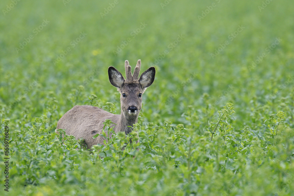 Roe Deer in Canola Field, Hesse, Germany Roe Deer in Canola Field, Hesse, Germany
