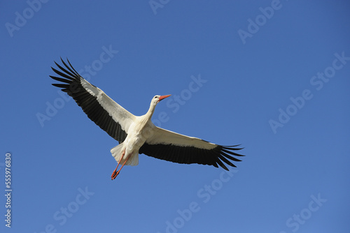White Stork, Hesse, Germany